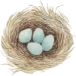 nest